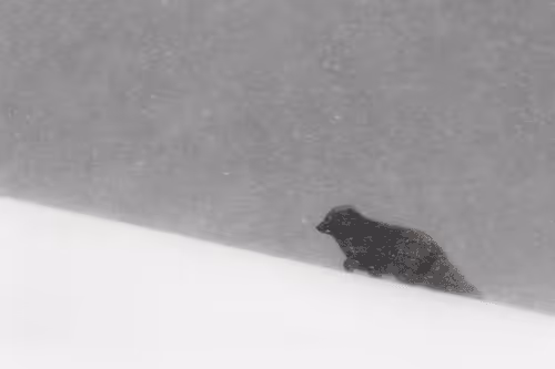 Melrakki, the Arctic fox