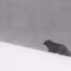 Melrakki, the Arctic fox