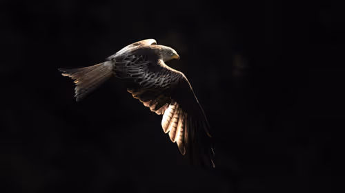 Item #46452483458583203516315982978938450085819332447988047322207474305659305984001 Media