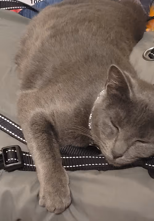 Item #65060042108644582213581044861185257921099202751223028038730296733467261534209 Media