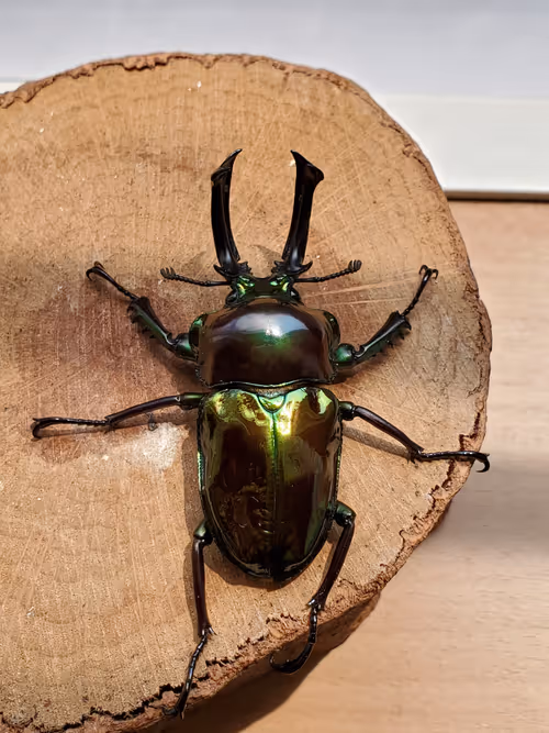 Item #2846893736148873774746802631495866819654136602576950046920721030487402872834 Media