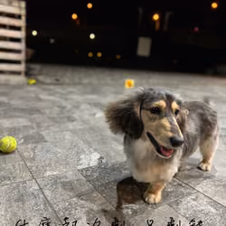 Lucky Dog love