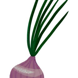 No15_onion