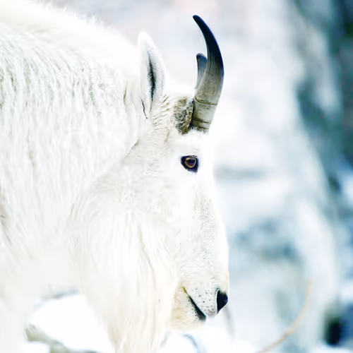 From The Canadian Wilds