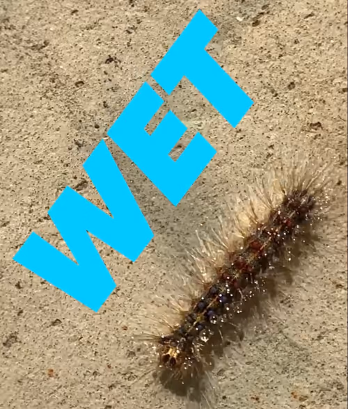 Item #361794936562334952328901045848393969360551784406456248044550197434636043240 Media