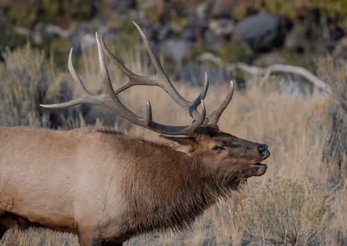 Item #75327773977478481342617408825992038679247000512655161408739199604589863108609 Media