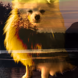 Pepito The King