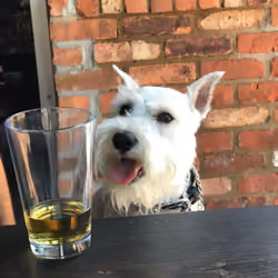 Dog Likes Beer
