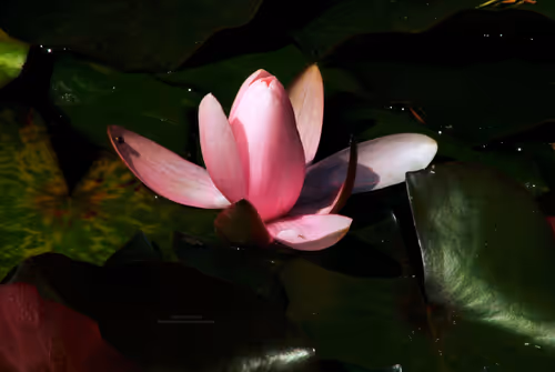 Item #43207901931937523229026562993049456947938366137062832064513938606563086303233 Media