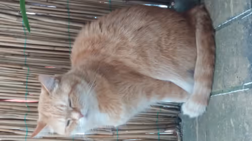 Item #114833779974934214718030516671609968994771193949716027796971460256468310163457 Media