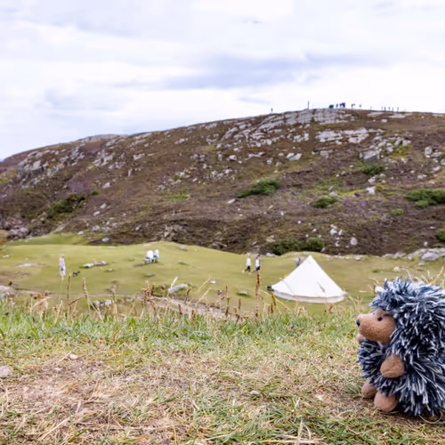 Porcupines Adventures