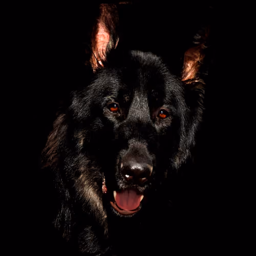 Black Dog #37