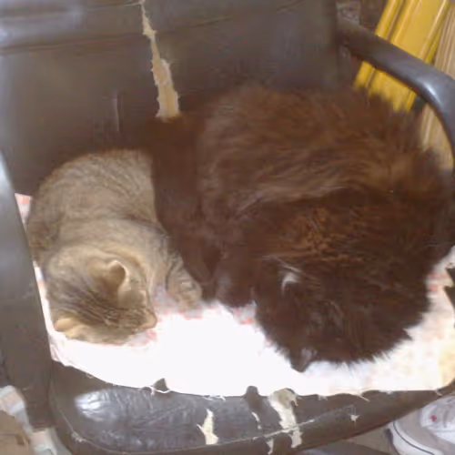 boorik2009 Collection