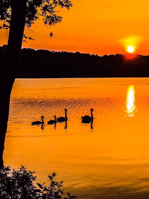 Item #11571037003699877982661644122452823698985804439104236882334296301238919102465 Media