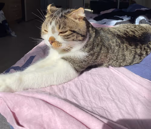 Item #51714780314179032241787952776522636894904578774096726712782613626257137467393 Media