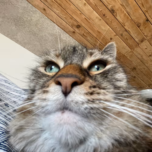 Fatcatmia