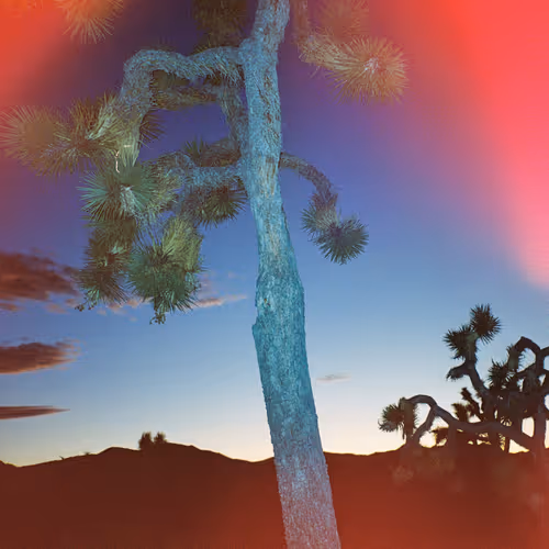Joshuatree