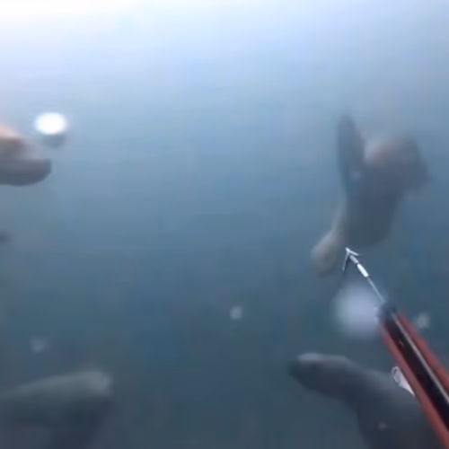 Dillynsoceanadventures
