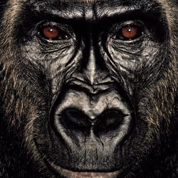 109162157552346088047496633038404394118504199992061596446112929755763268648961