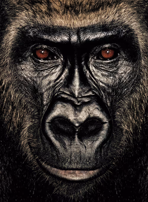 Item #109162157552346088047496633038404394118504199992061596446112929755763268648961 Media