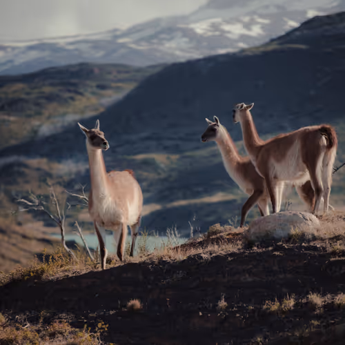 9786954614263872239675759573752117098889626184516004593243317262170133102593