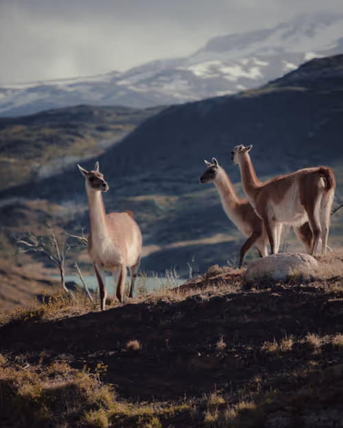 Item #9786954614263872239675759573752117098889626184516004593243317262170133102593 Media