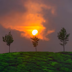 THE THREE MUSKETREES
