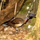 Albert's Lyrebird feeding young