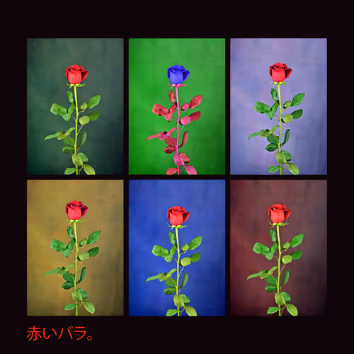 Red Rose. Japan.