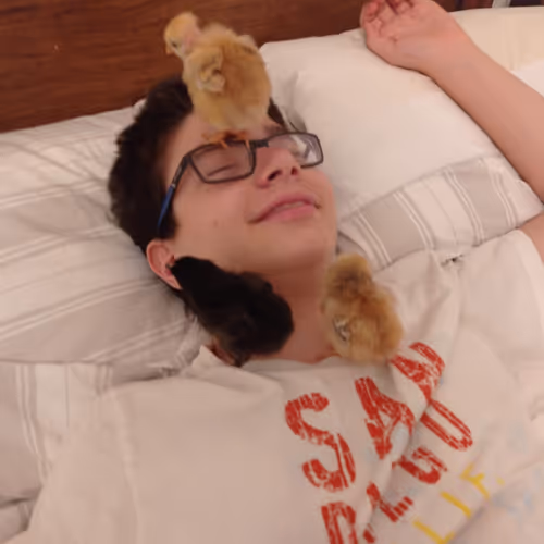 Bernardis Collection