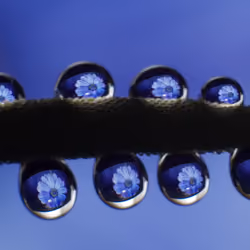 drops and macro