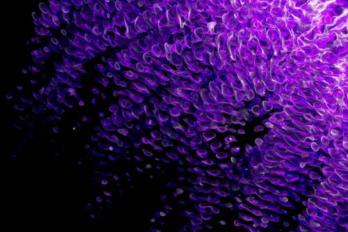 Item #14841988310440250522005790873620147993191226798072072988279030952486462554113 Media