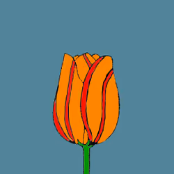 Dutch Tulip #9