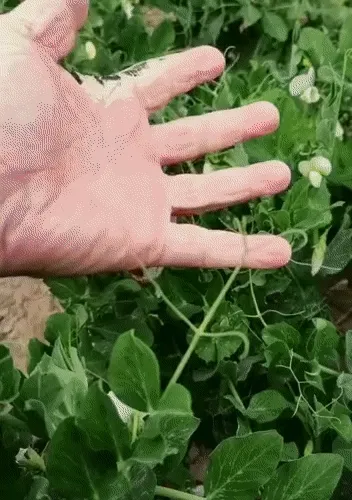 Hand Challenges