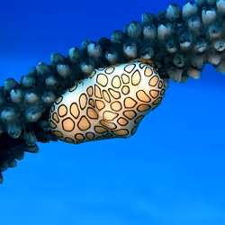 80965803268169370603932631570667161375508893671094224909166963999569086513153