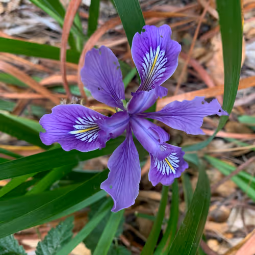 Item #81393590591900820048764161252744971355919767669927954307435201811284515356673 Media