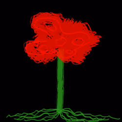 ROSE #1