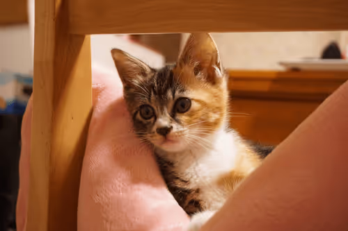 My Lovely Kitten Collection