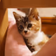 My Lovely Kitten Collection