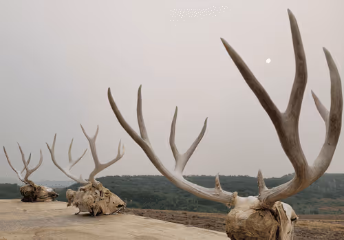 Krypt13NFT Collection