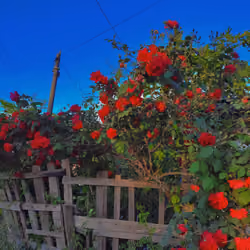Rose garden