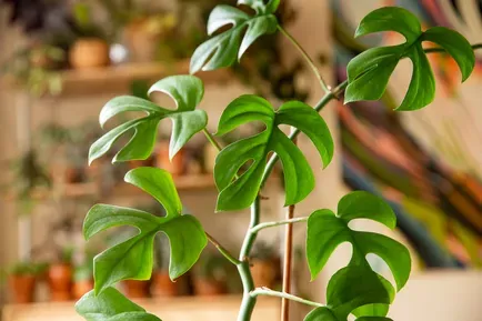 Plantdao