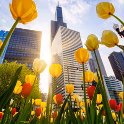 Chicago Tulips & Willis Tower Morning