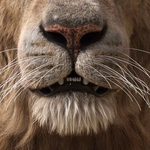 Lion Face