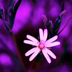 PURPLE Flourishing Wild Flower 6/8