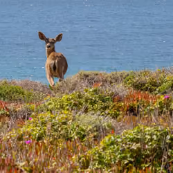 Balance #34  Deer