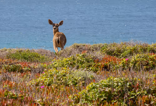 Item #19207338348144225692080396183640865546201068415206893468727031815681490288641 Media