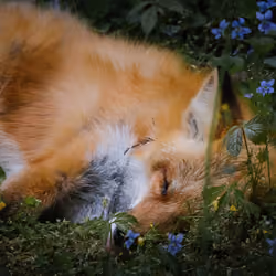The Fox