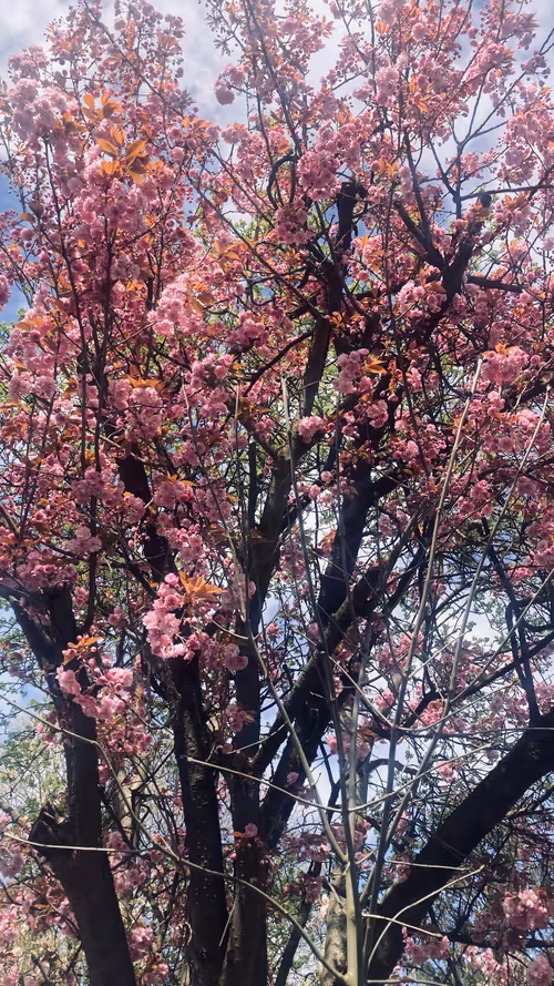 Item #44198016754664864532824876711496212852933772128405140687703244354088979136513 Media