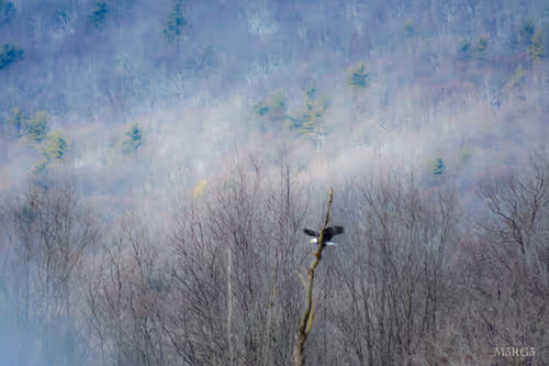 Item #53066580447893182690859255571300366451776015640198026771655436646808371068929 Media